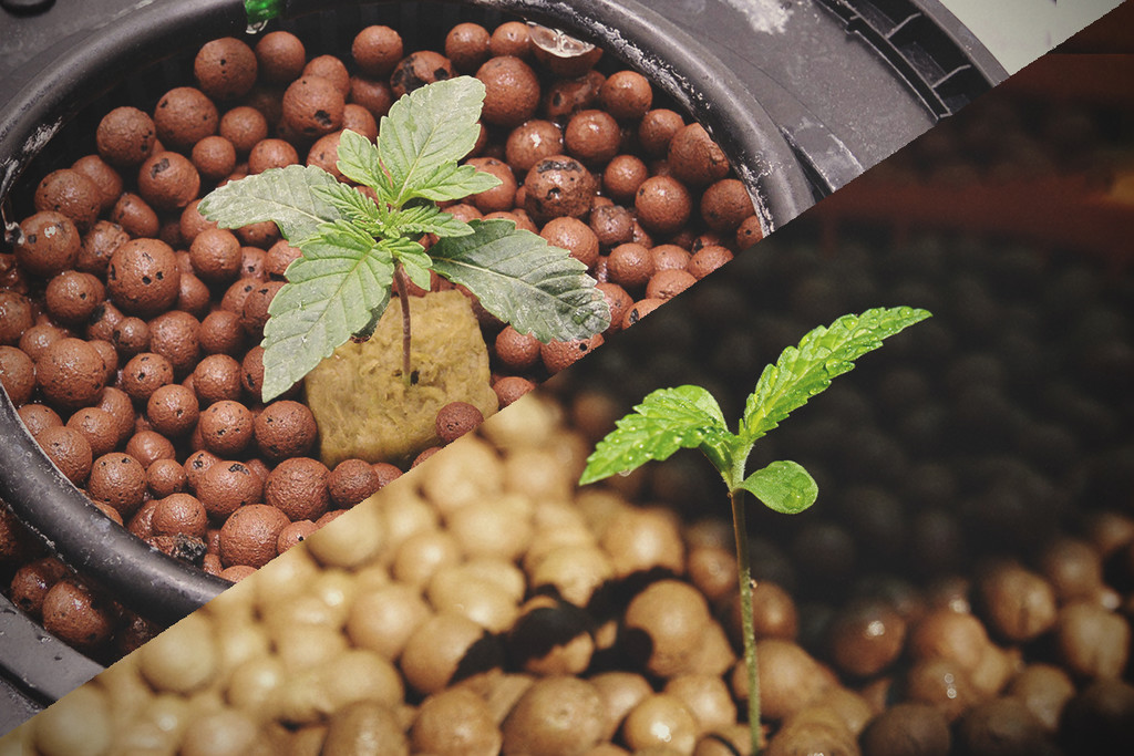 Cannabis hydroponique : intérieur vs extérieur