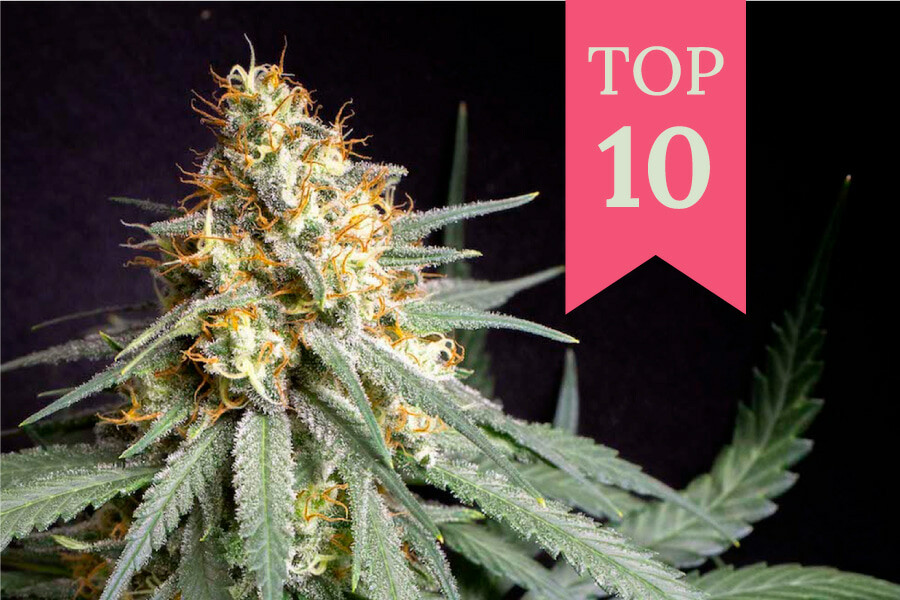 Top 10 des variétés d’intérieur les plus productives