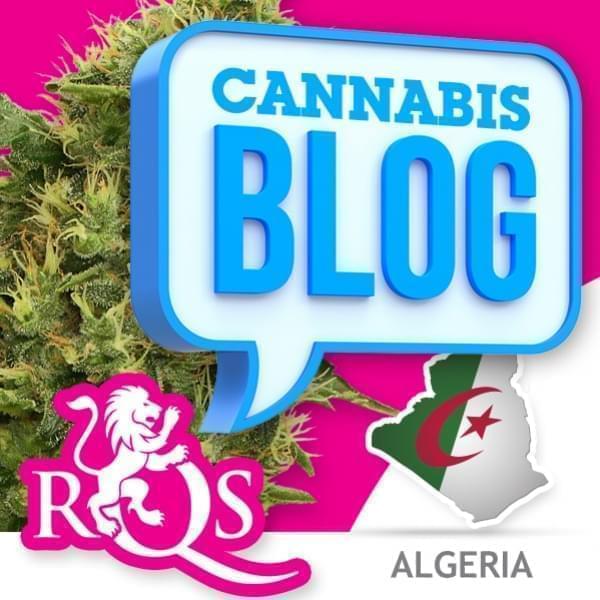 Cannabis en Algérie