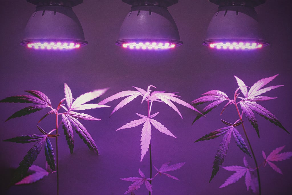 PPFD, PAR, lumens et lux pour la culture du cannabis
