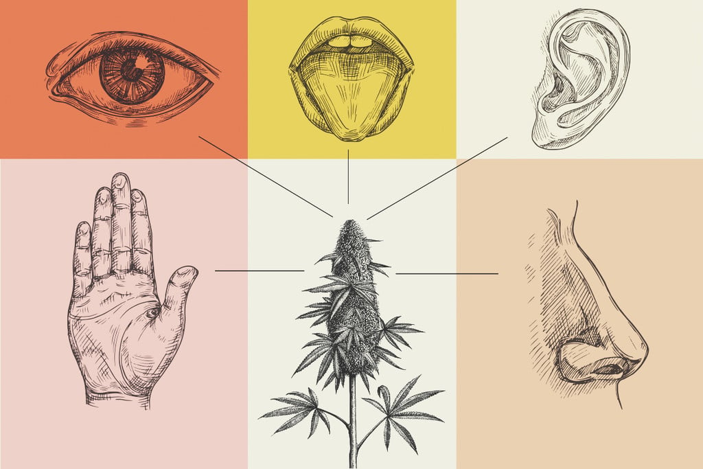 Comment le cannabis affecte-il les 5 sens ?