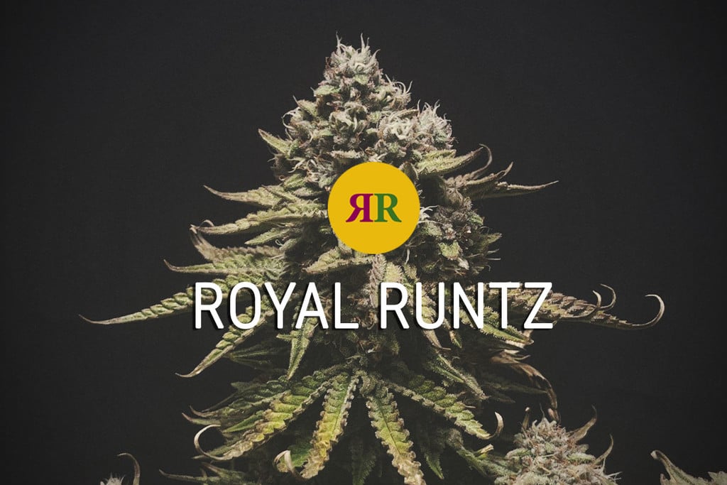 Variété Royal Runtz : de la puissance à revendre