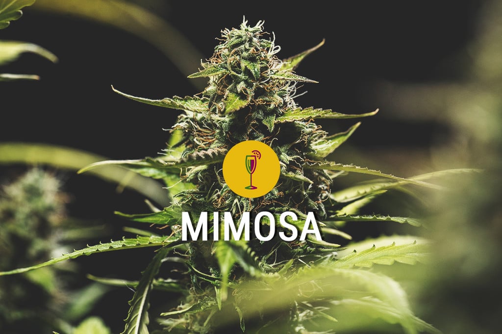 Mimosa : une variété puissante, belle et parfumée