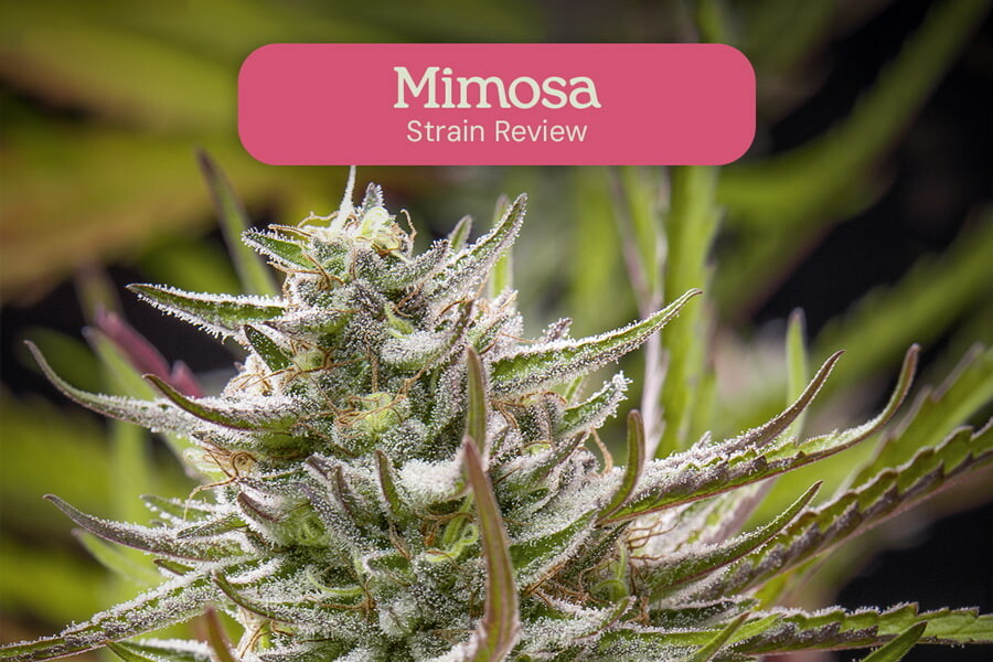 Mimosa : une variété puissante, belle et parfumée