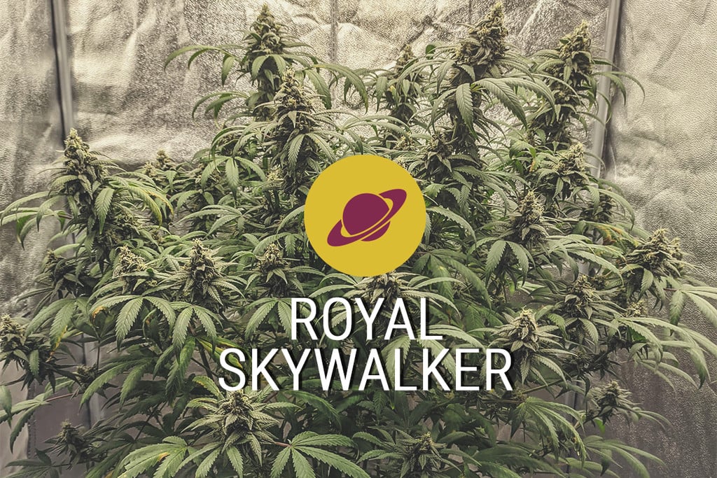Variété de cannabis Royal Skywalker
