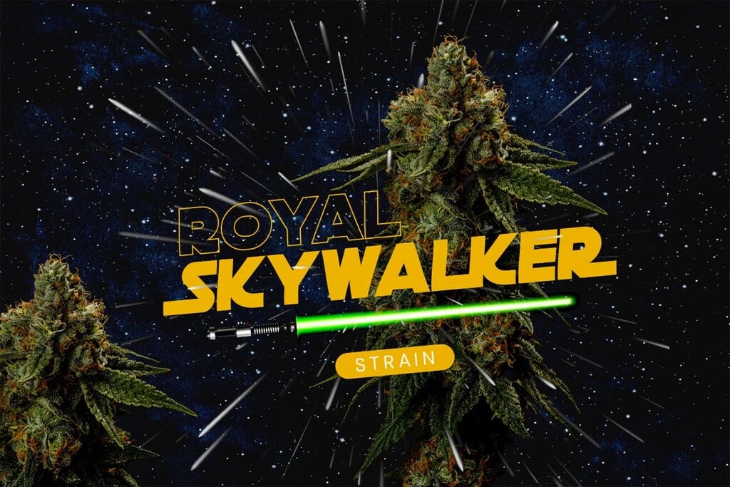 Évaluation de variété Royal Skywalker : génétiques, effets, saveurs et guide de culture