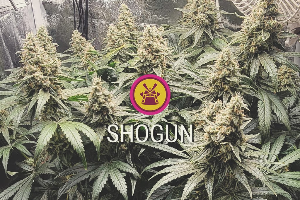 Shogun : productive, violette et puissante