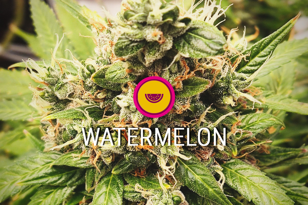 Variété de cannabis Watermelon