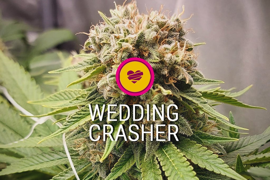 Variété de cannabis Wedding Crasher