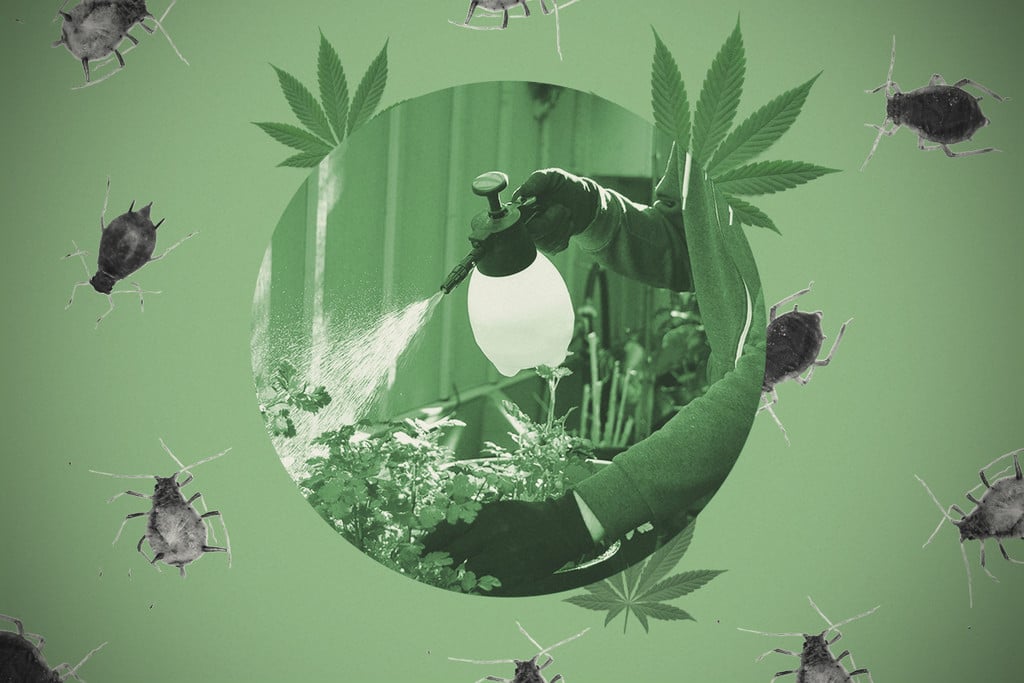 Comment faire du savon insecticide pour cannabis