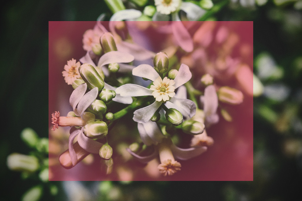 Savon insecticide ou huile de margousier : lequel est mieux ?