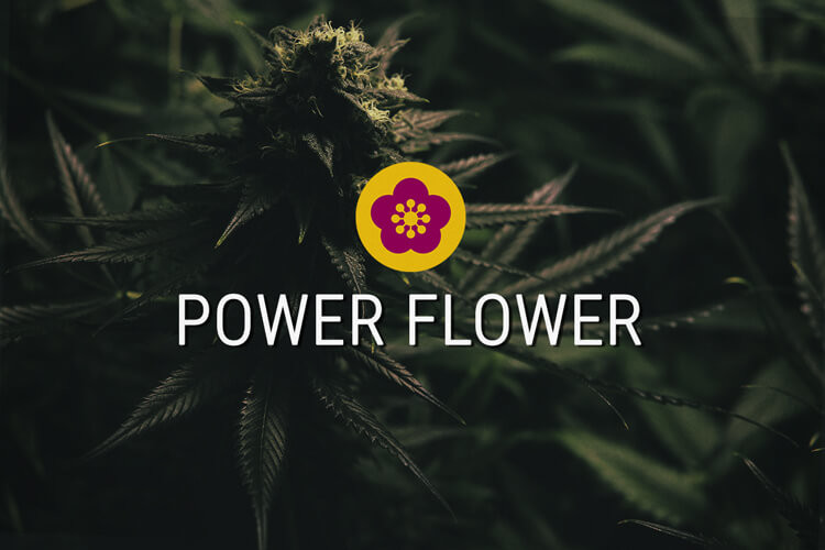 Power Flower Graines de cannabis féminisées