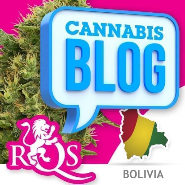 Cannabis en Bolivie