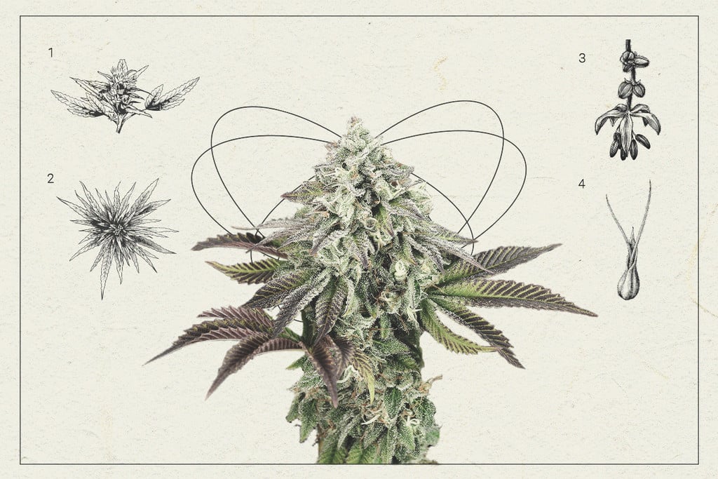 Têtes de cannabis : une leçon d’anatomie