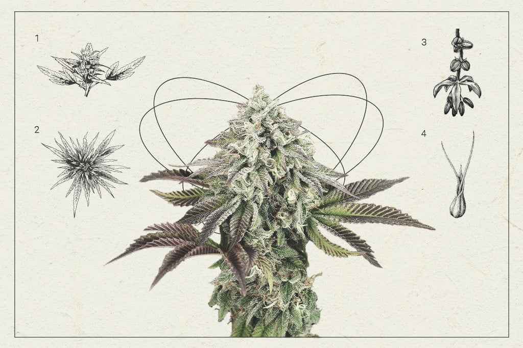 Têtes de cannabis : une leçon d’anatomie