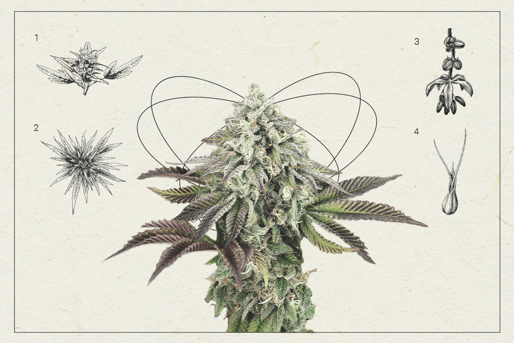 Têtes de cannabis : une leçon d’anatomie