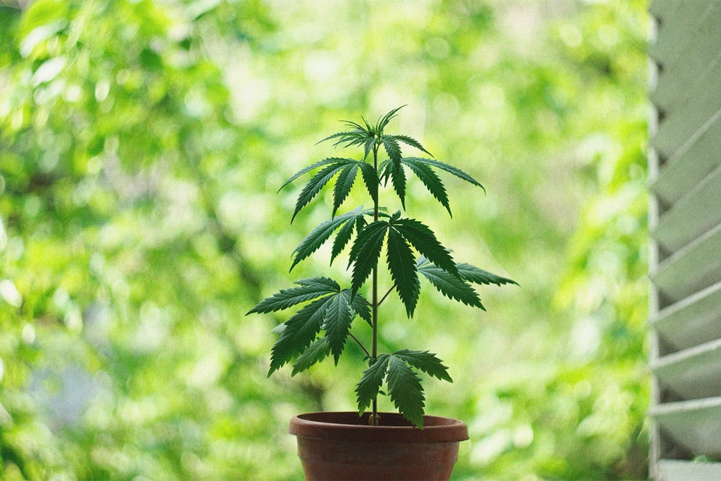 Comment cultiver du cannabis en intérieur sans lampe