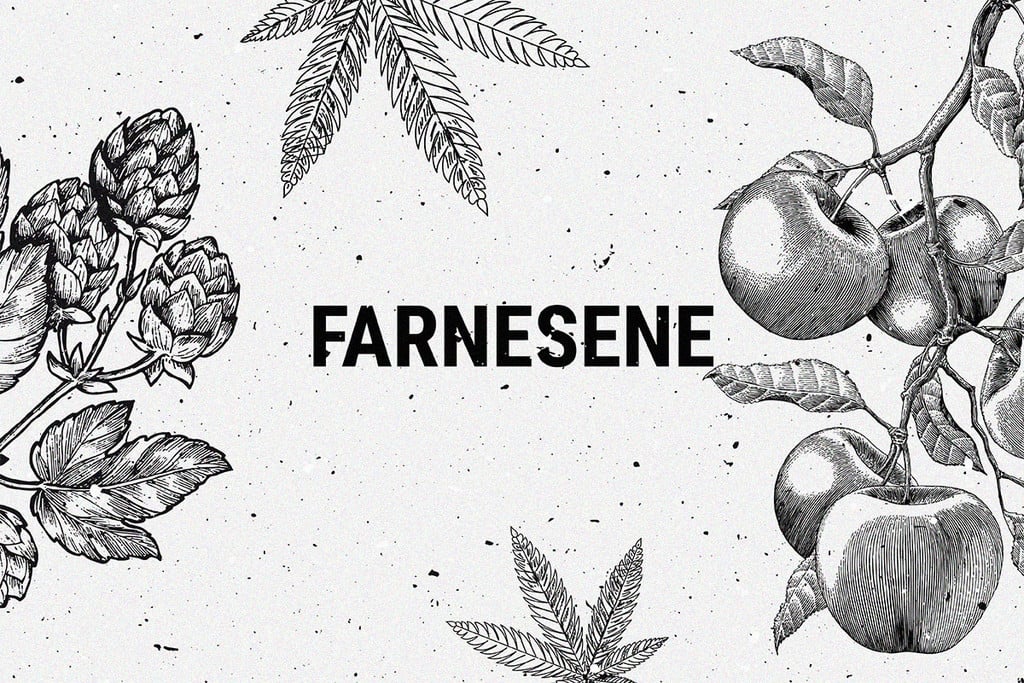 Farnésène : un terpène du cannabis peu connu