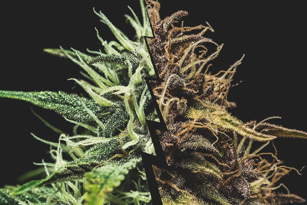 Tout savoir sur la maturation des têtes de cannabis