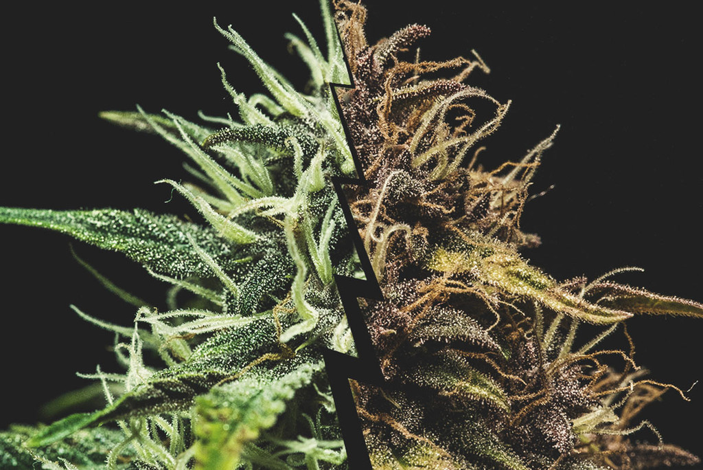 Tout savoir sur la maturation des têtes de cannabis