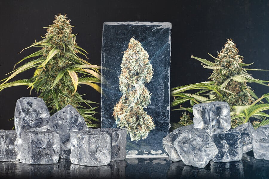 Guide du cannabis fresh frozen