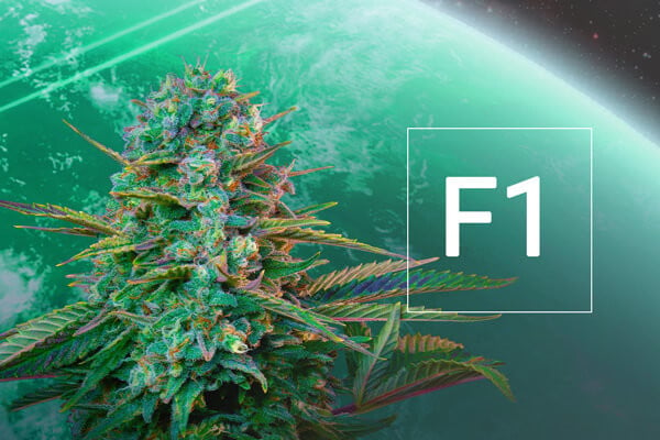 Que sont les graines de cannabis hybrides F1 ?