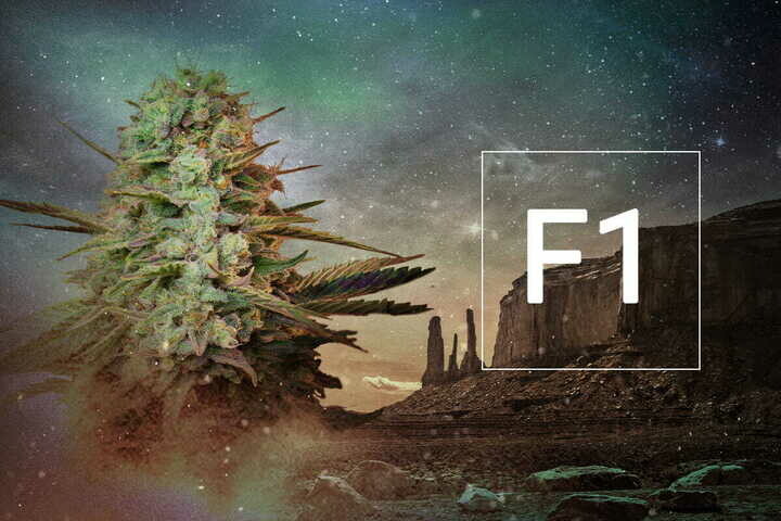 Que sont les graines de cannabis hybrides F1 ?