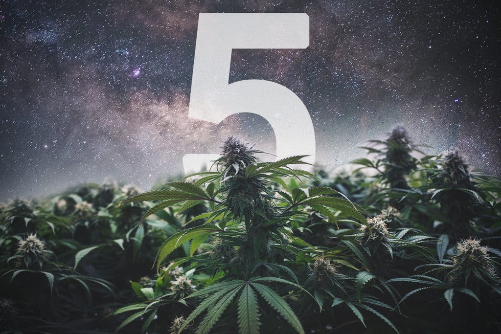 5 raisons de cultiver des graines de cannabis hybrides F1