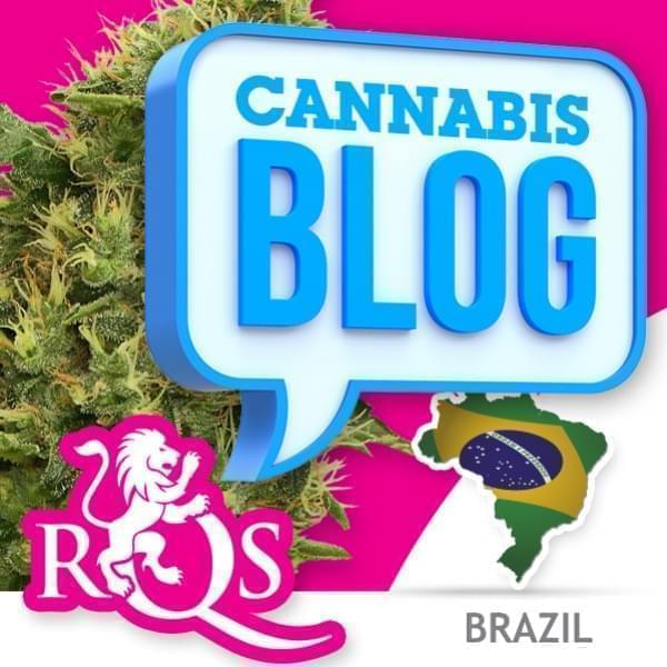 Cannabis au Brésil