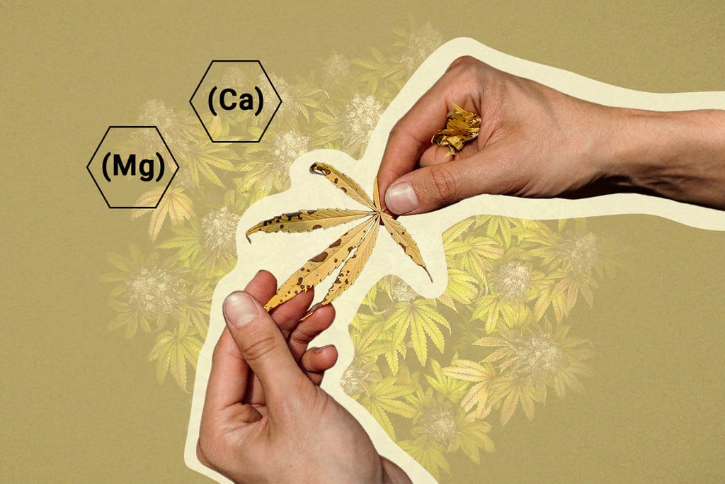 Cal-Mag pour le cannabis : tout ce qu’il faut savoir
