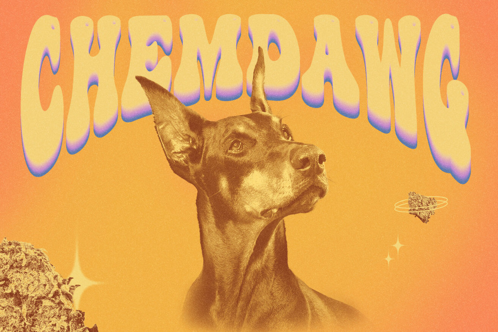 Chemdawg strain: Histoire, saveur, effets et plus