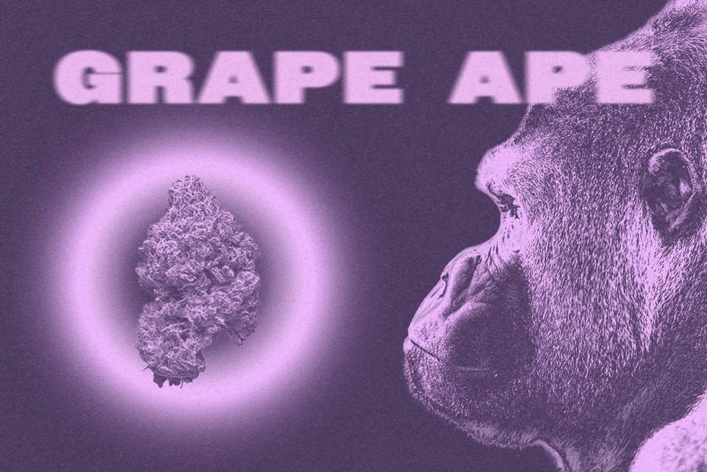 Grape Ape : une variété délicieusement apaisante