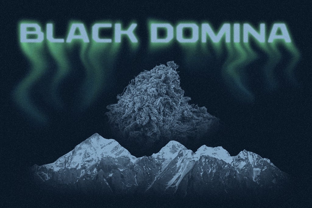 Black Domina : l’enfant royal indica