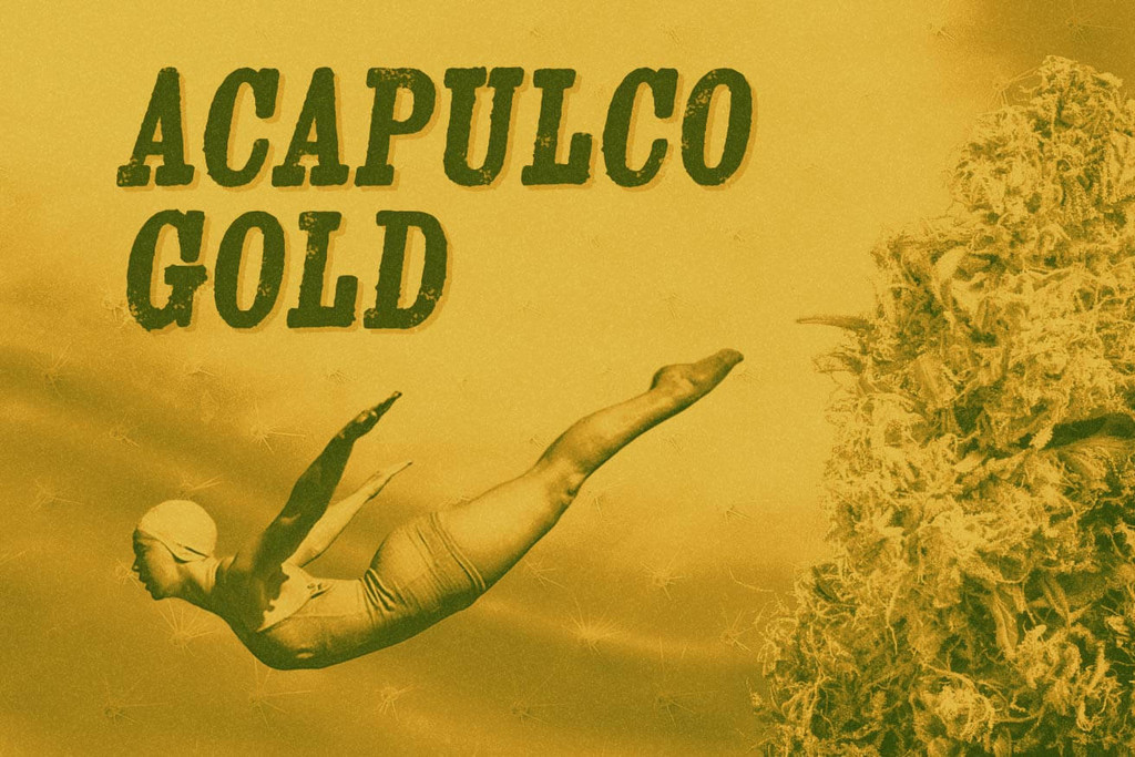 Variété Acapulco Gold