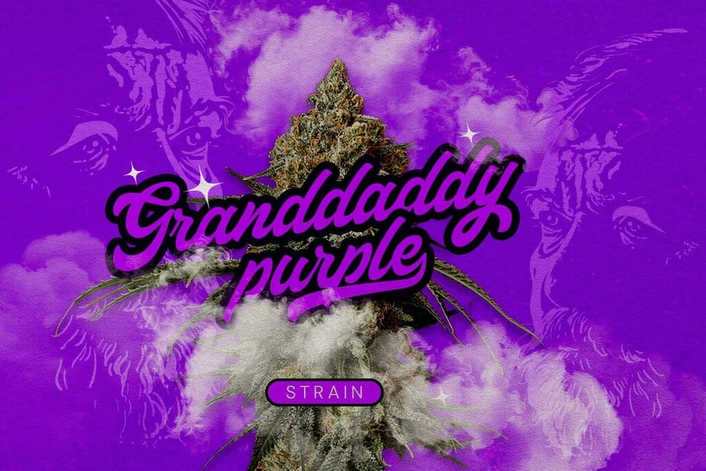 Variété Granddaddy Purp : la reine de l'herbe violette