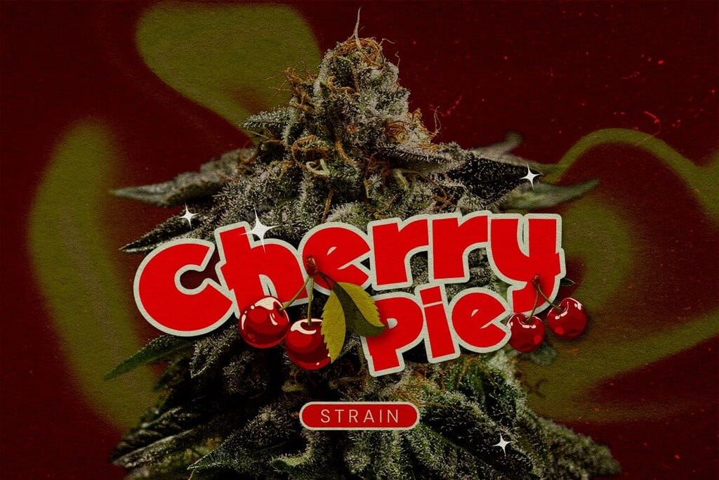 Variété de weed Cherry Pie : une locomotive fruitée et élévatrice