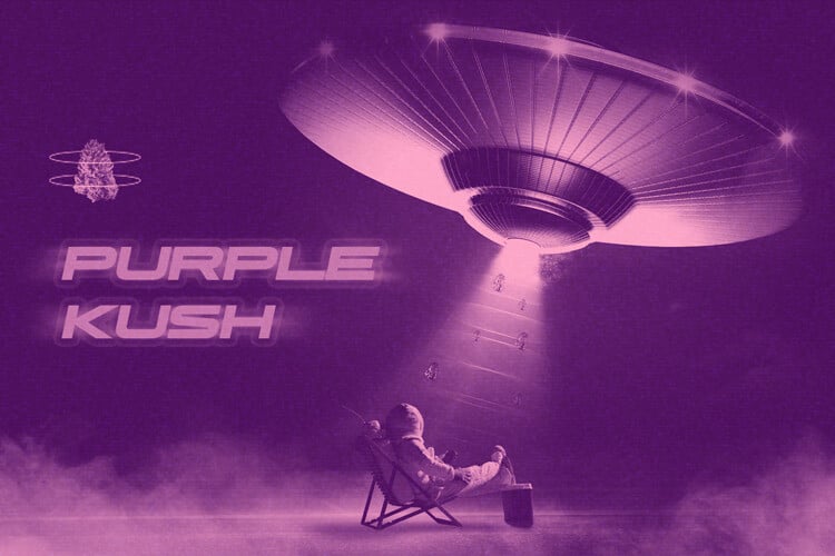 Purple Kush : concentré d’indica de l’Hindou Kouch