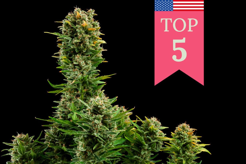 Top 5 des variétés populaires aux USA