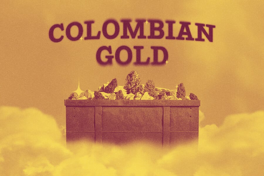 Colombian Gold : La référence des variétés landrace