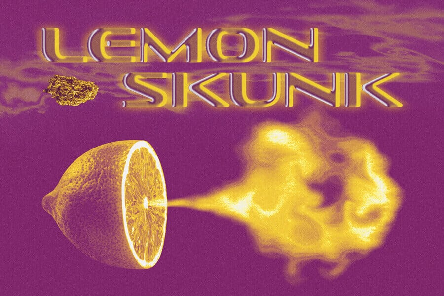 Lemon Skunk : une explosion fracassante d’agrumes