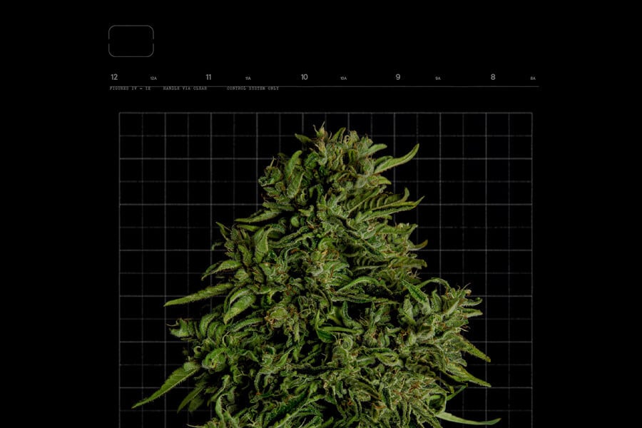 Quelle est la durée de la période de floraison du cannabis ?