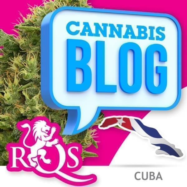 Cannabis à Cuba