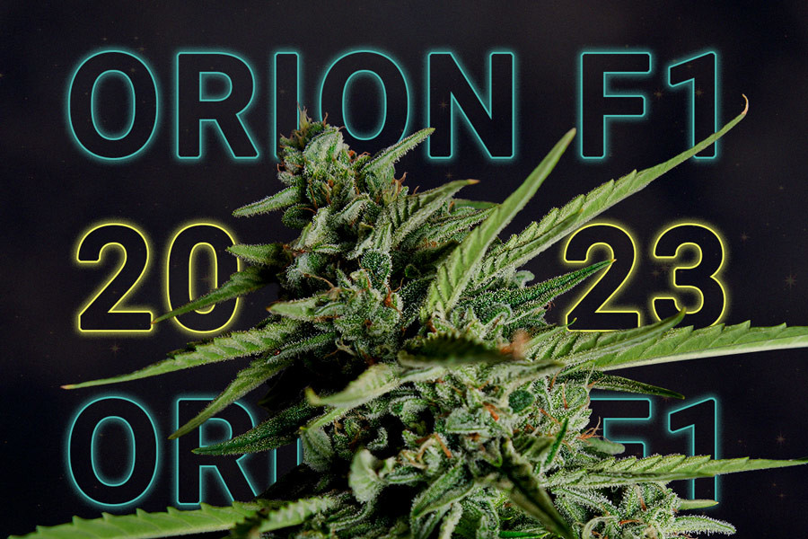 Orion F1 : La meilleure variété de cannabis de 2023