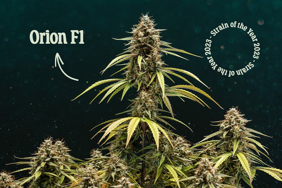 Orion F1 : La meilleure variété de cannabis de 2023