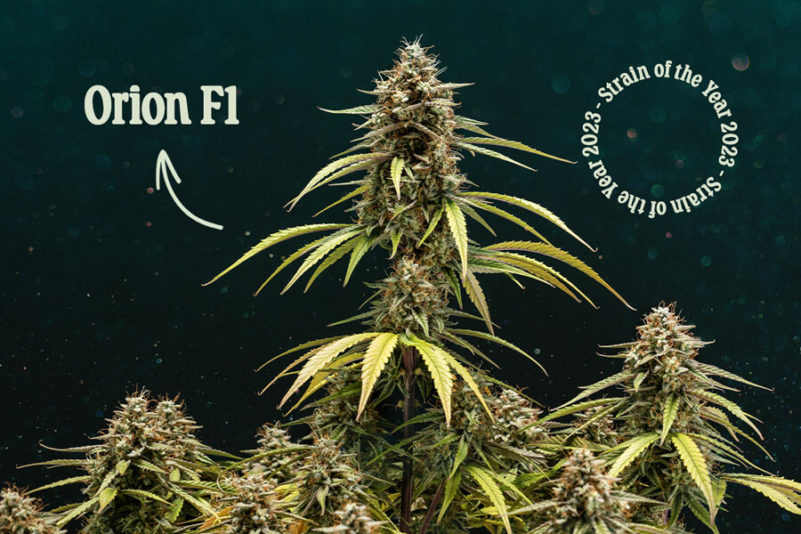 Orion F1 : La meilleure variété de cannabis de 2023