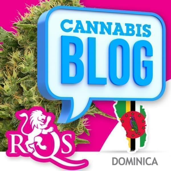 Cannabis à la Dominique