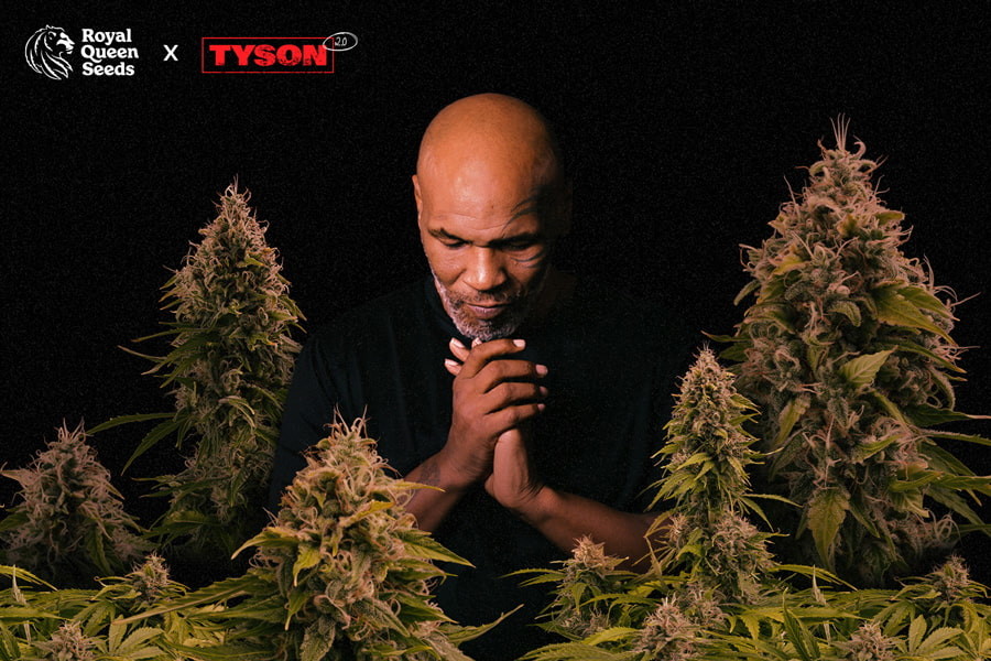 Royal Queen Seeds × Tyson : une collaboration fracassante