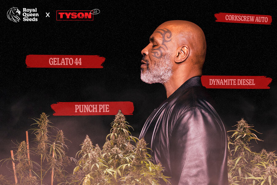 Tyson 2.0 x RQS : présentation des variétés de notre collaboration