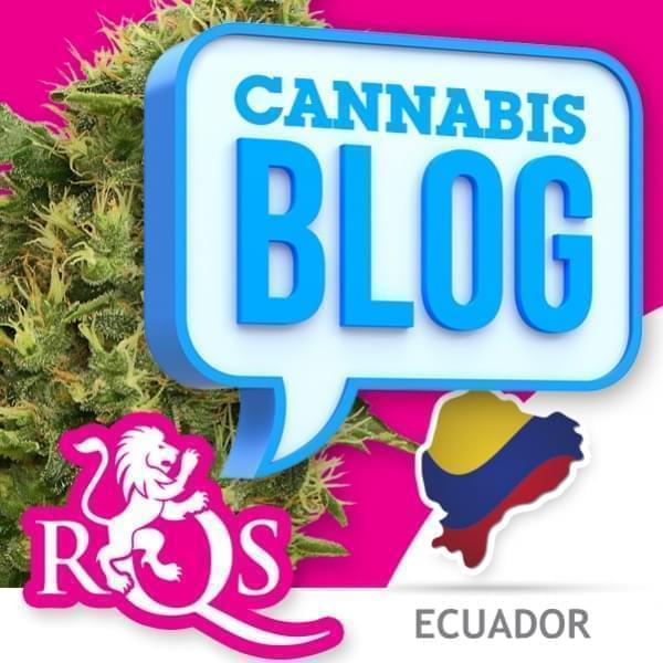 Cannabis en Equateur