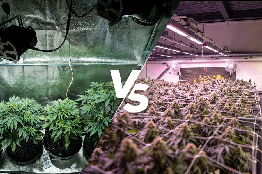 Quelle est la meilleure weed : celle cultivée maison ou du dispensaire ?